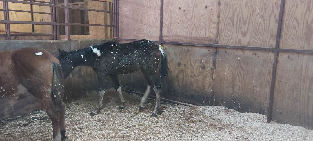 Enlarge Rudolph, a Adopted mixed breed in Leitchfield , KY image 3/3
