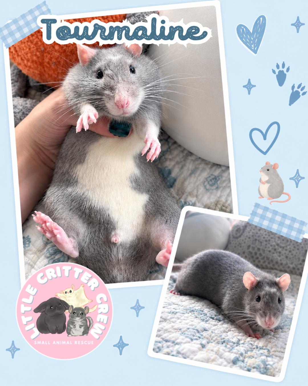 Tourmaline, Adoptable, Adult Male Rat.