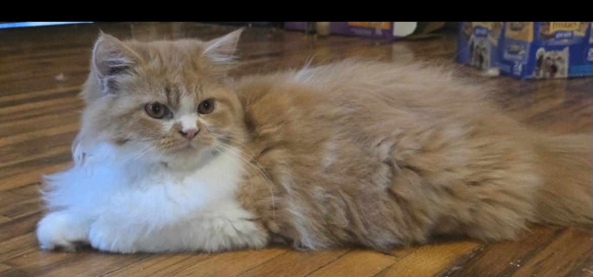 Norman, adopted, Kitten Male Persian.