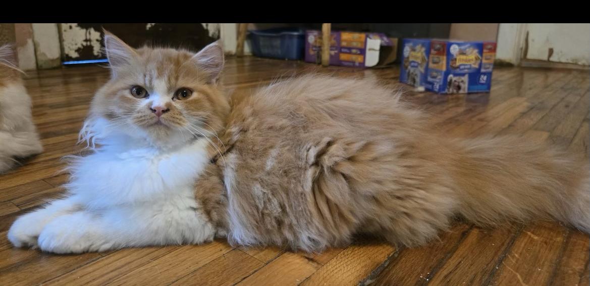 Norman, an adopted Persian in Howell, MI image 2/2