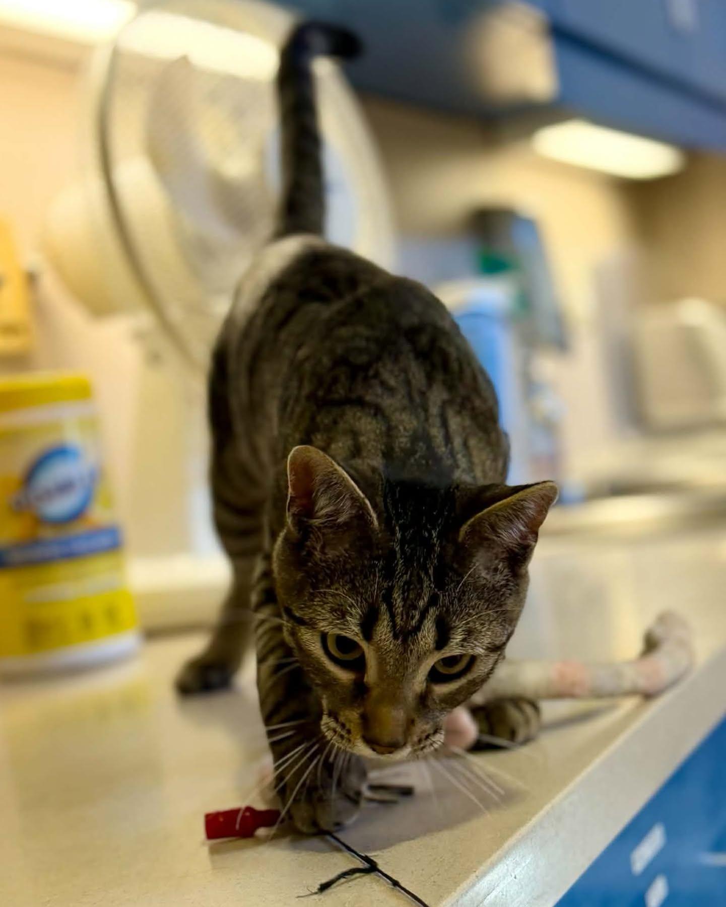 Enlarge Cassius, a Adoptable mixed breed in Fremont, MI image 2/3