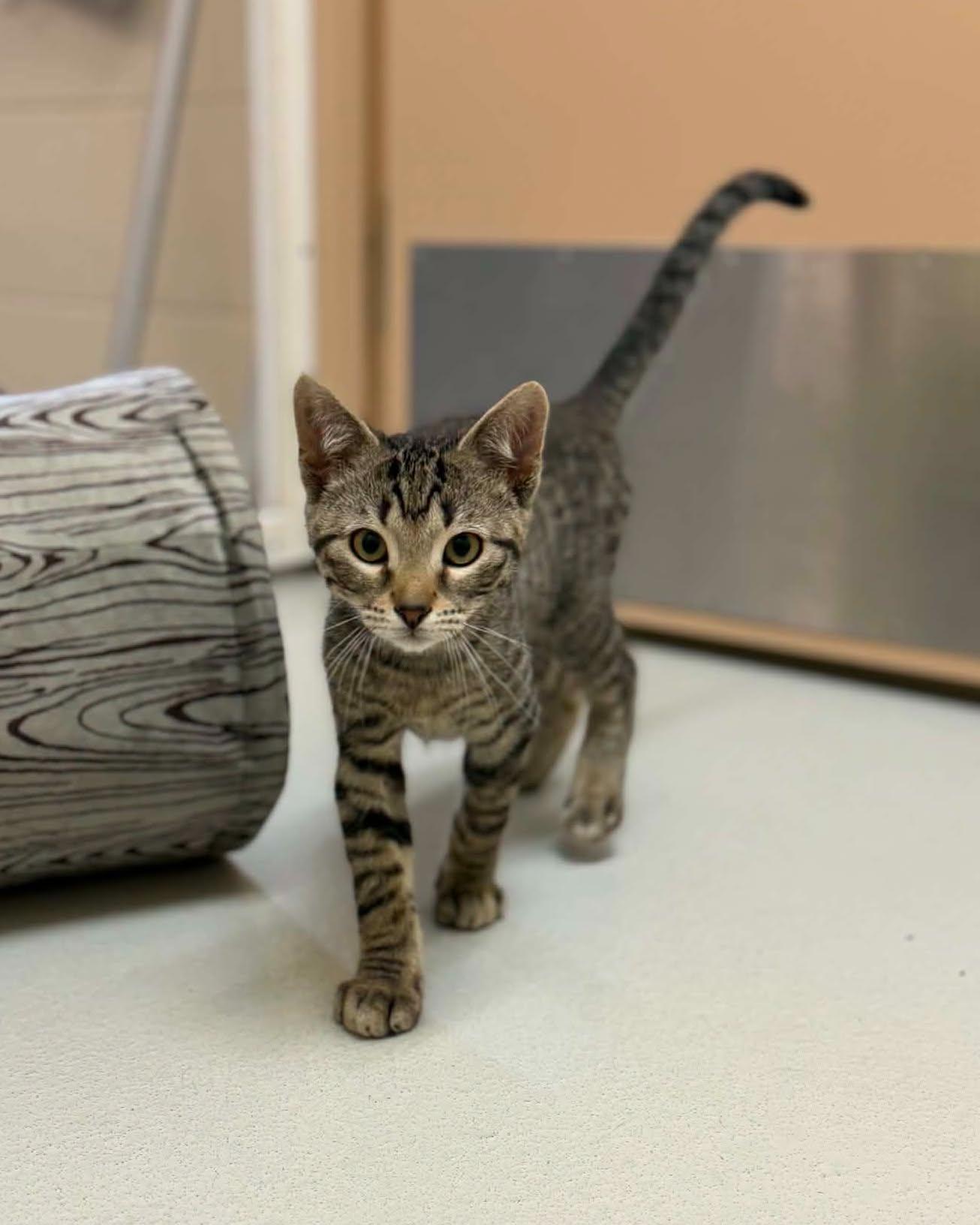 Cassius, ADOPTABLE, Young Male Domestic Short Hair.