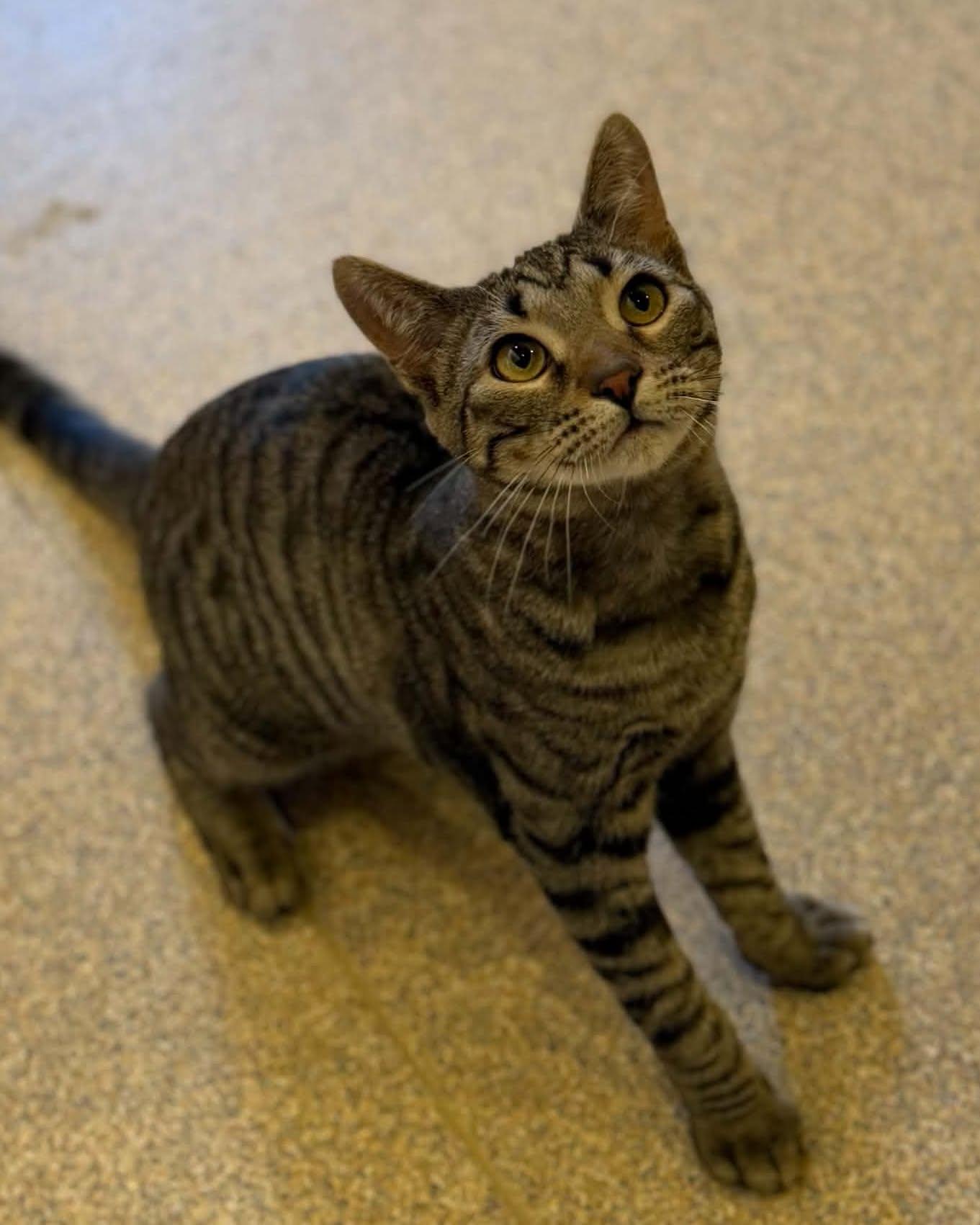 Cassius, Adoptable, Young Male Domestic Short Hair.