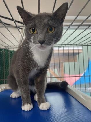 Enlarge Gerty, an adopted Domestic Short Hair in Marathon , FL image 1/1