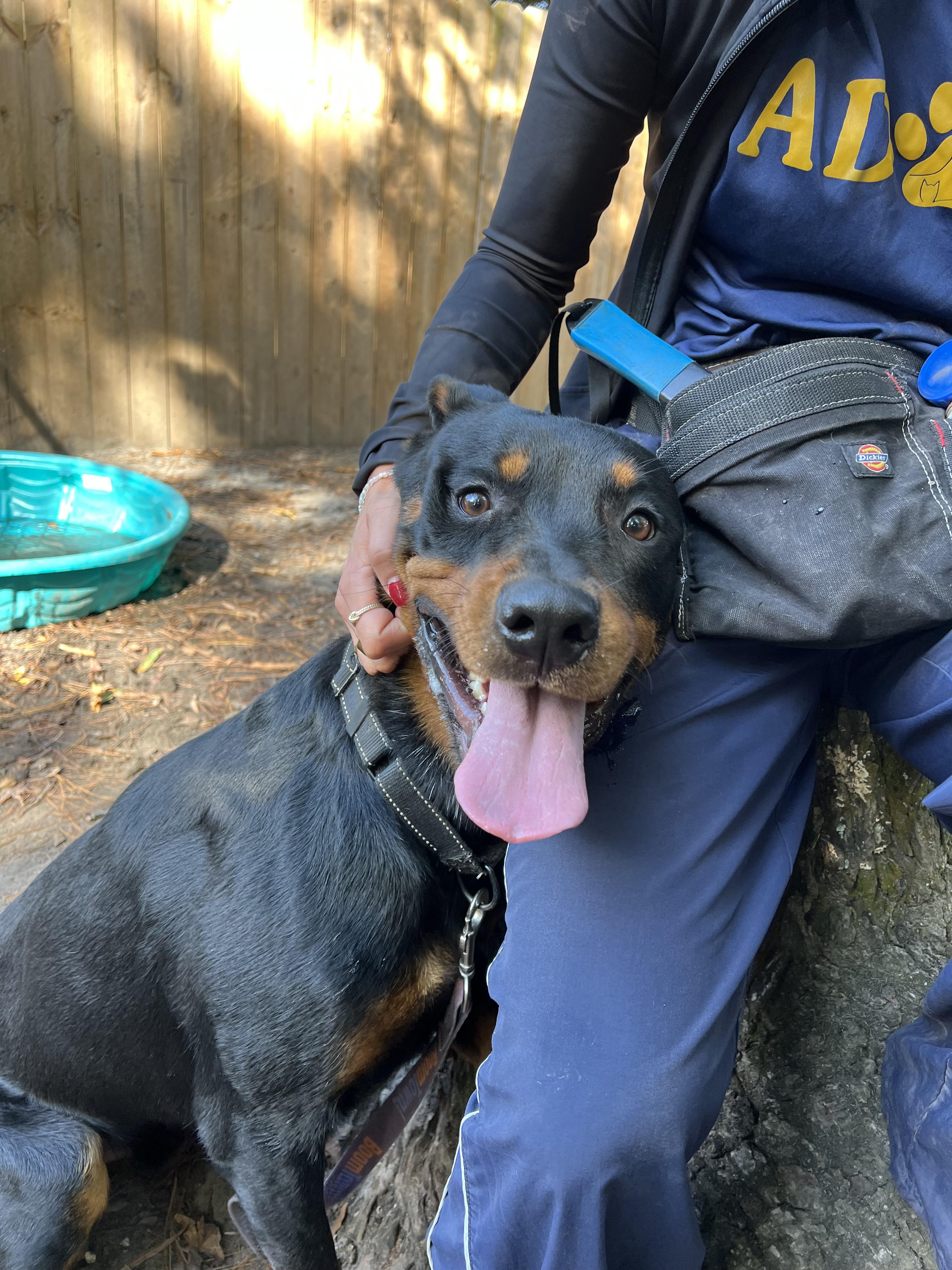 Enlarge Lil'Man, a ADOPTABLE mixed breed in Yorktown, VA image 5/6