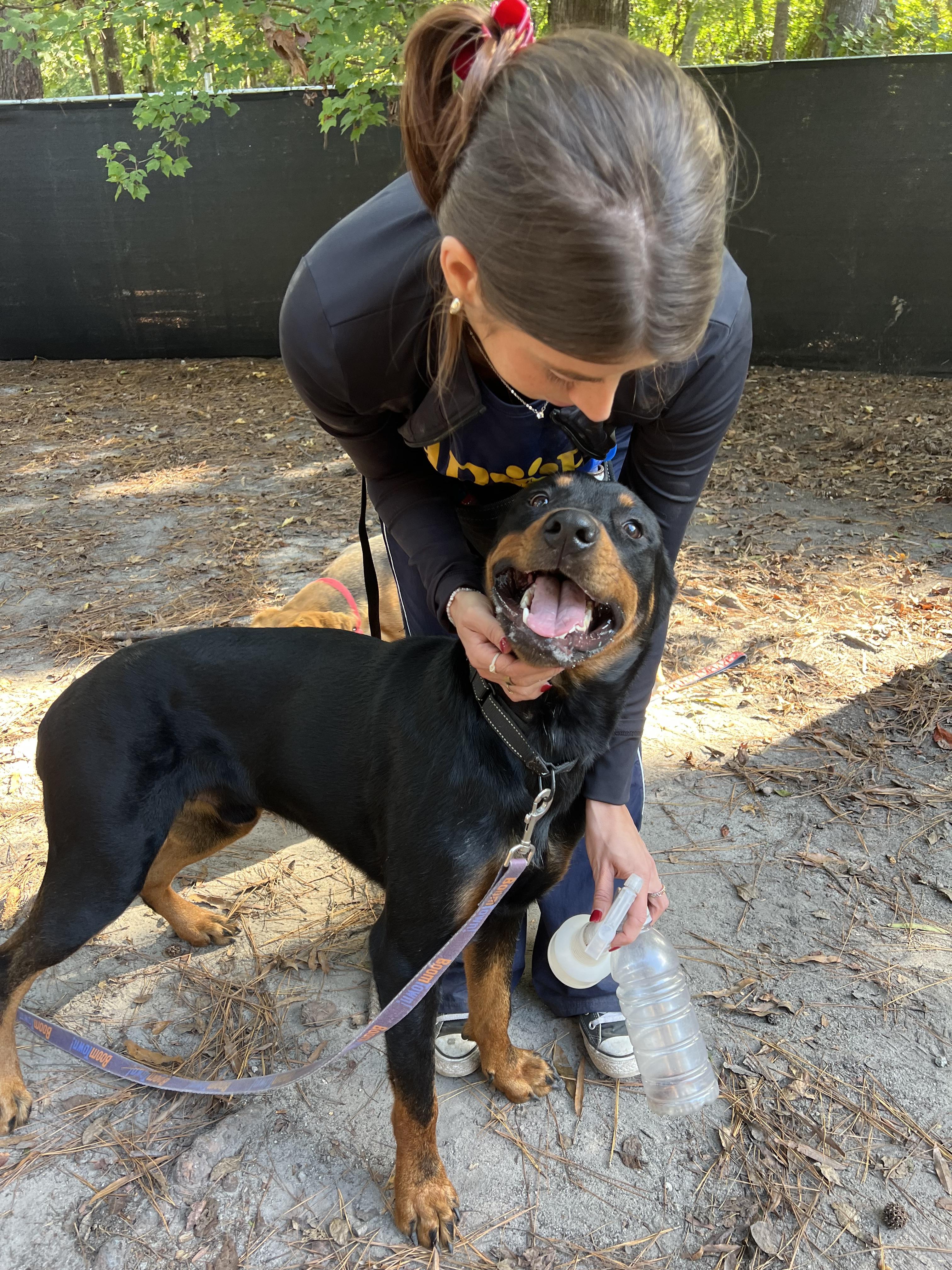 Enlarge Lil'Man, a ADOPTABLE mixed breed in Yorktown, VA image 4/6