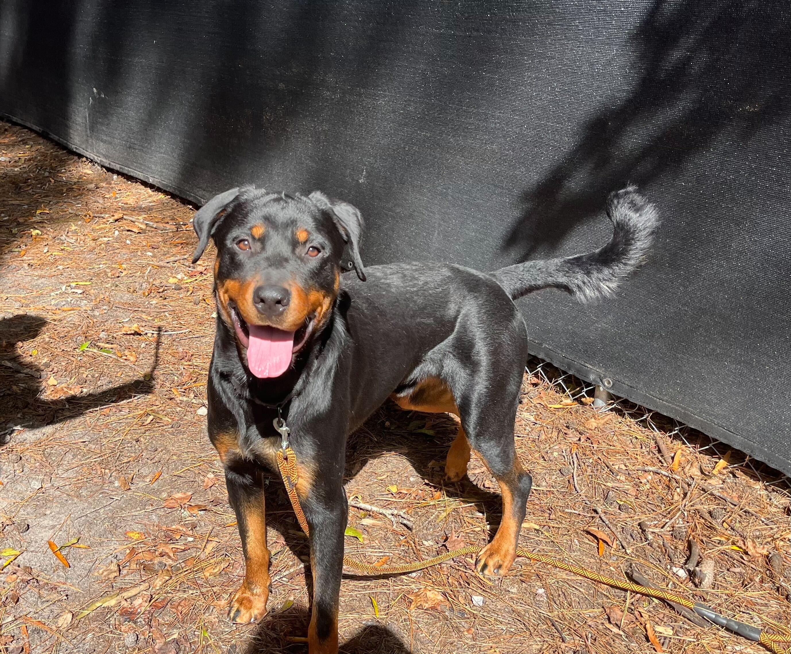 Enlarge Lil'Man, a ADOPTABLE mixed breed in Yorktown, VA image 6/6