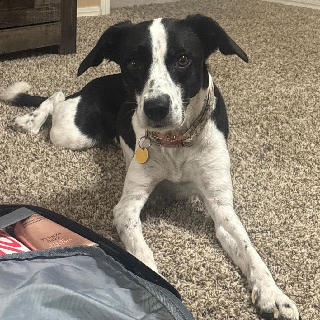 Angel, Adoptable, Adult Female Mixed Breed & Border Collie.