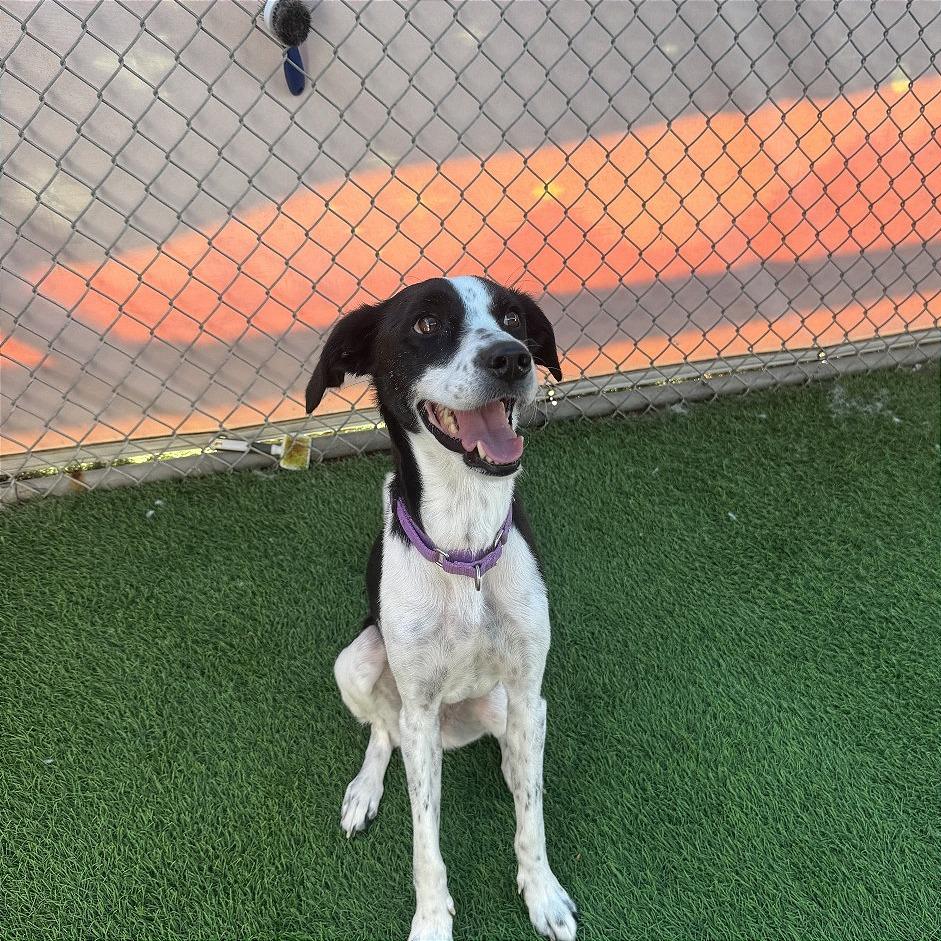 Enlarge Angel, a Adoptable mixed breed in Tempe, AZ image 2/6