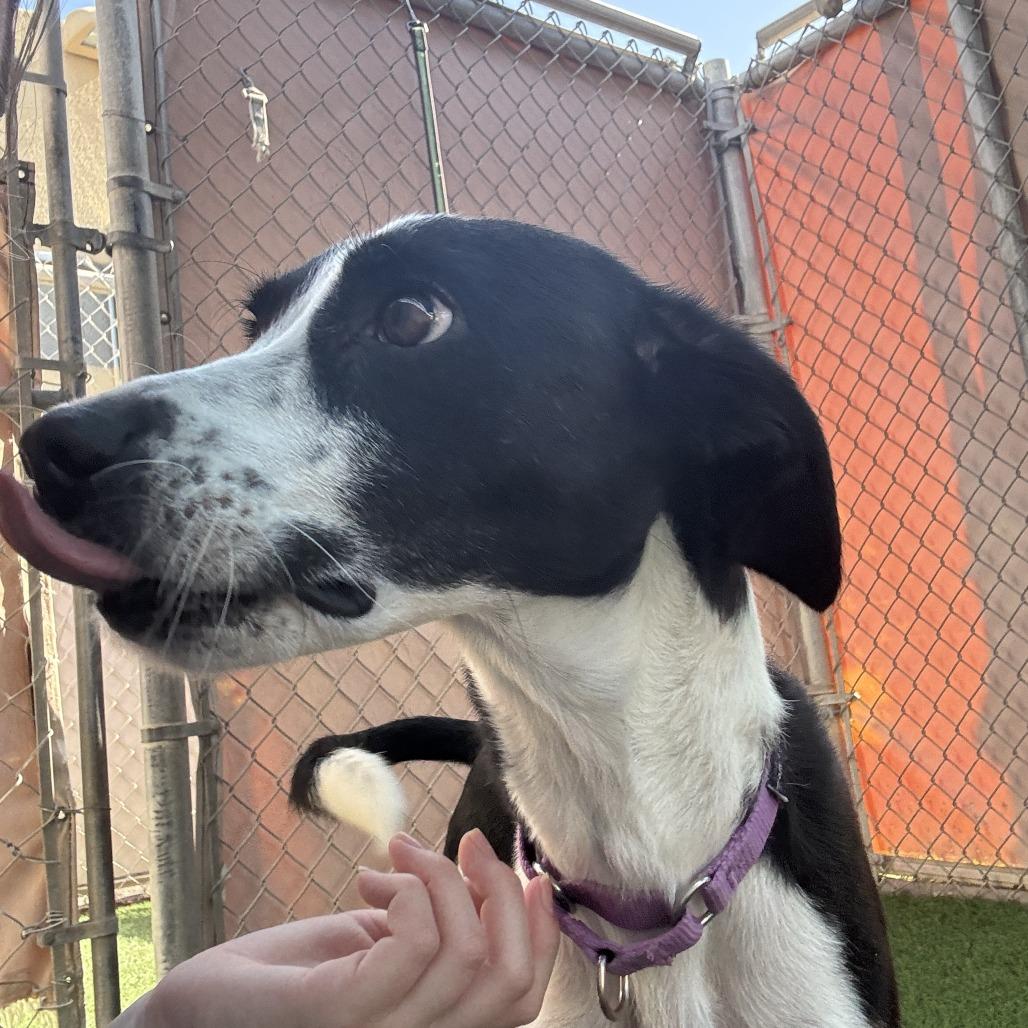 Enlarge Angel, a Adoptable mixed breed in Tempe, AZ image 3/6