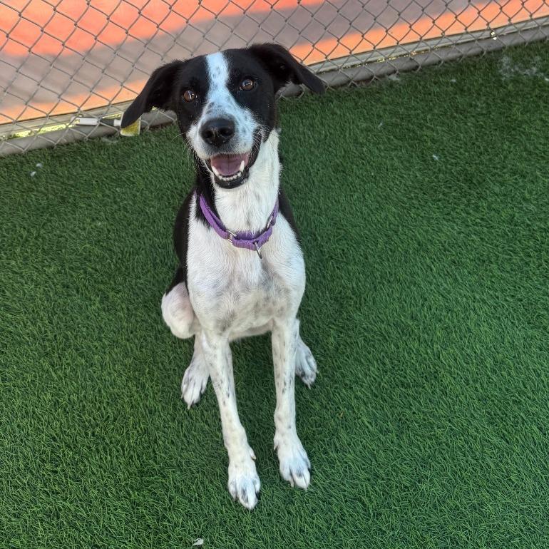 Enlarge Angel, a Adoptable mixed breed in Tempe, AZ image 4/6