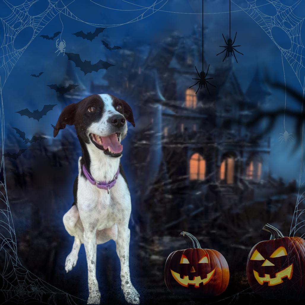 Enlarge Angel, a Adoptable mixed breed in Tempe, AZ image 5/6