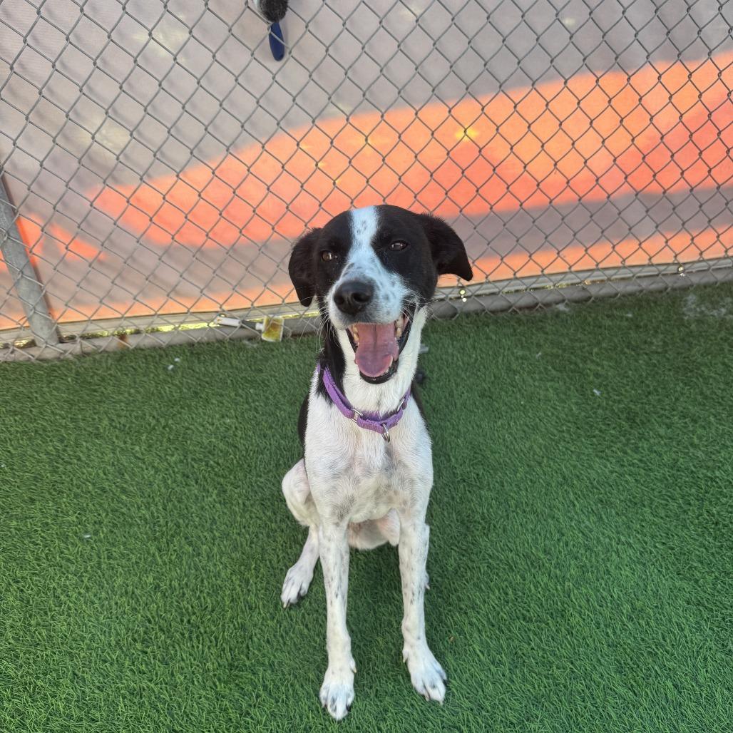 Enlarge Angel, a Adoptable mixed breed in Tempe, AZ image 6/6