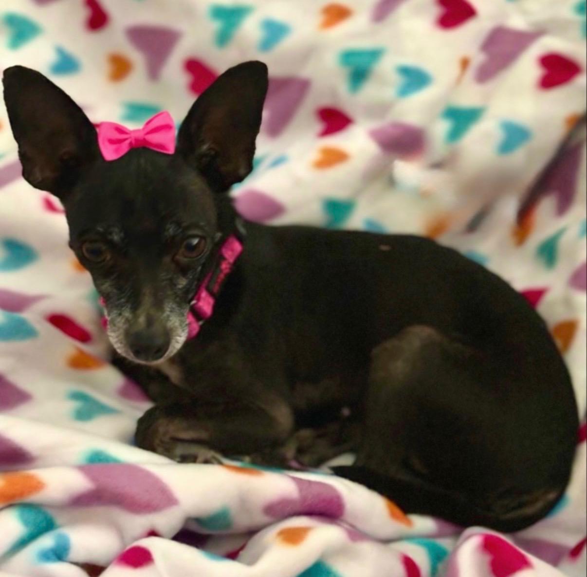 Enlarge Hildie, a Adoptable Chihuahua in Houston, TX image 2/6