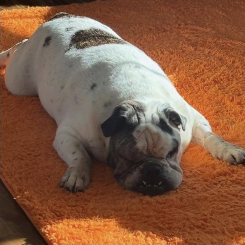 Enlarge Benny, an adopted English Bulldog in Philadelphia, PA image 5/5