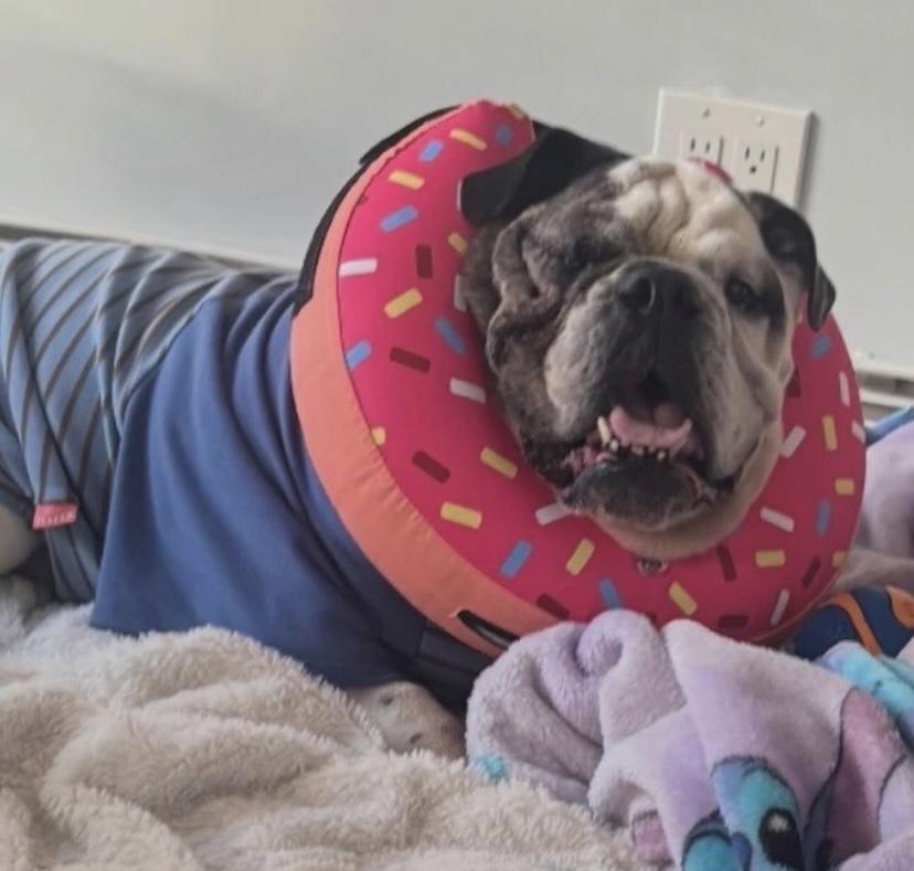 Enlarge Benny, an adopted English Bulldog in Philadelphia, PA image 3/5