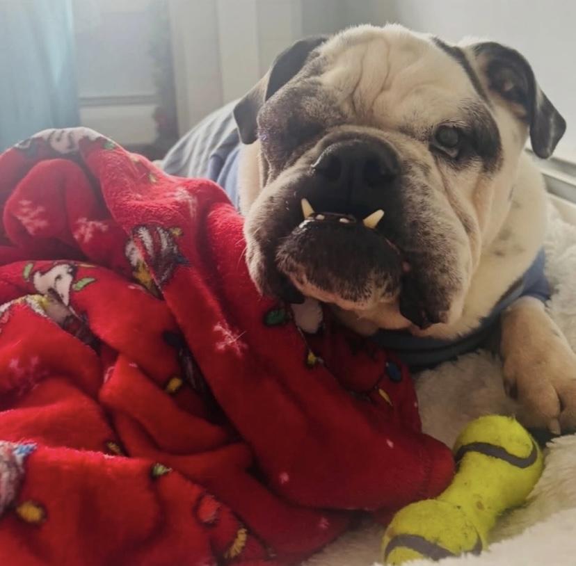 Enlarge Benny, an adopted English Bulldog in Philadelphia, PA image 2/5