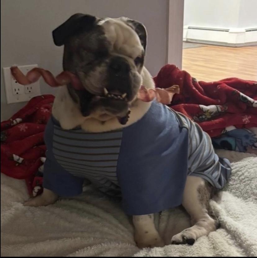 Enlarge Benny, an adopted English Bulldog in Philadelphia, PA image 4/5