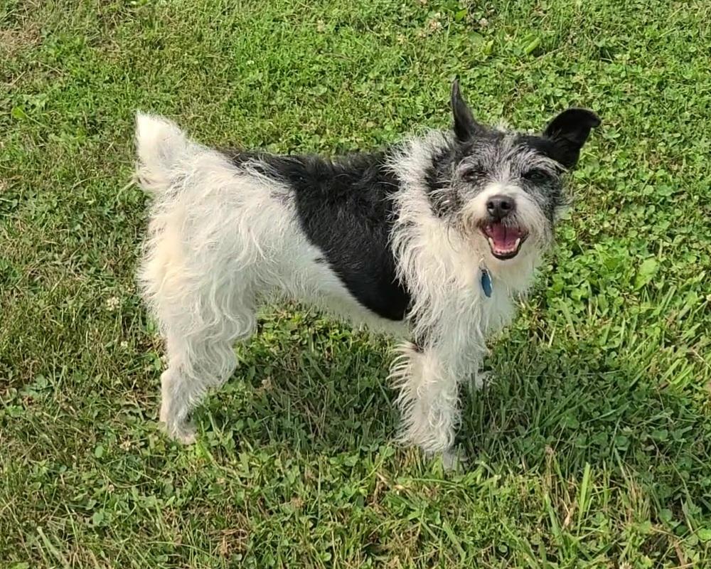 Enlarge Peanut (Bonded with Copper), a ADOPTABLE mixed breed in Elizabeth, IL image 1/3