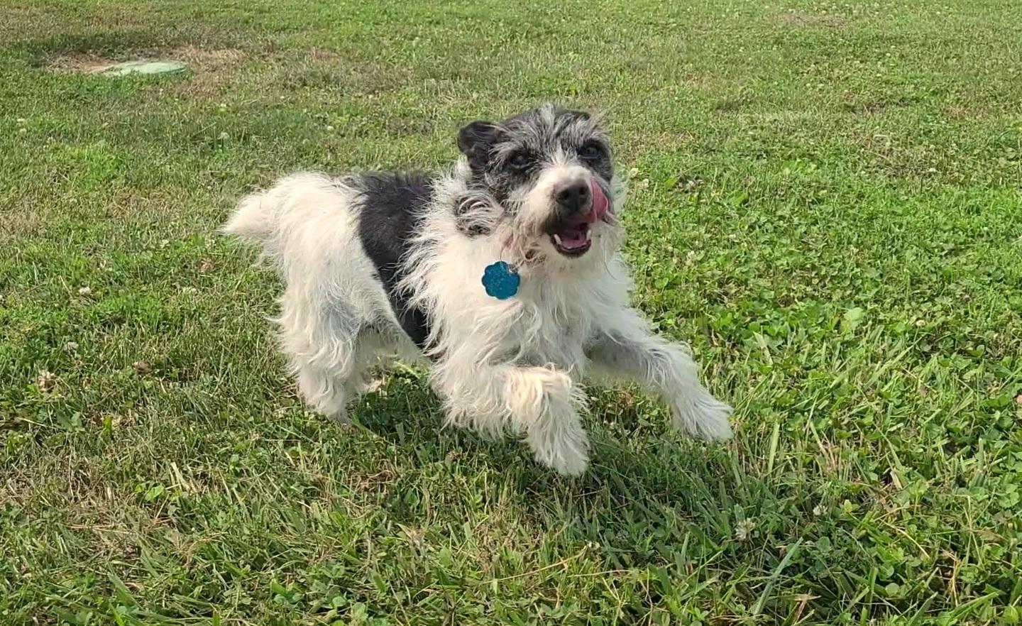 Enlarge Peanut (Bonded with Copper), a ADOPTABLE mixed breed in Elizabeth, IL image 3/3