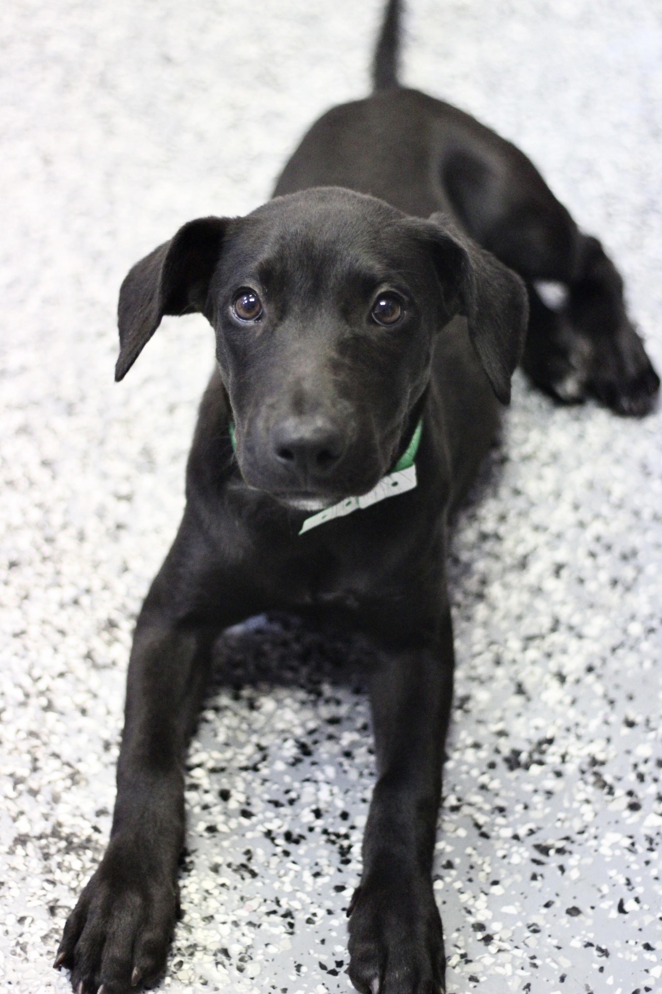 Demirep in NH! Come Meet our Adoptable Dogs Wednesday-Saturday. More info in Bio!