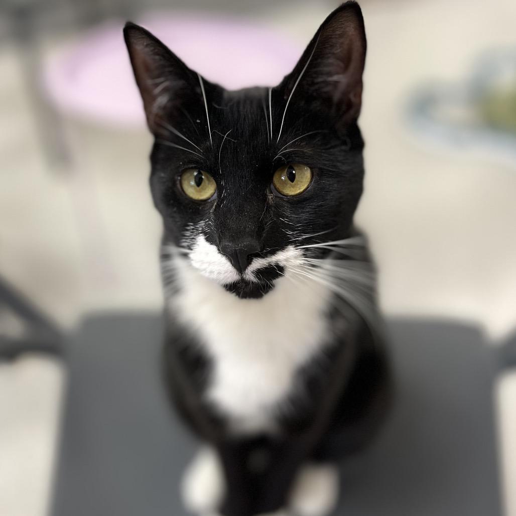 Enlarge Shasta, a Adoptable Domestic Short Hair in Yucca Valley, CA image 1/6