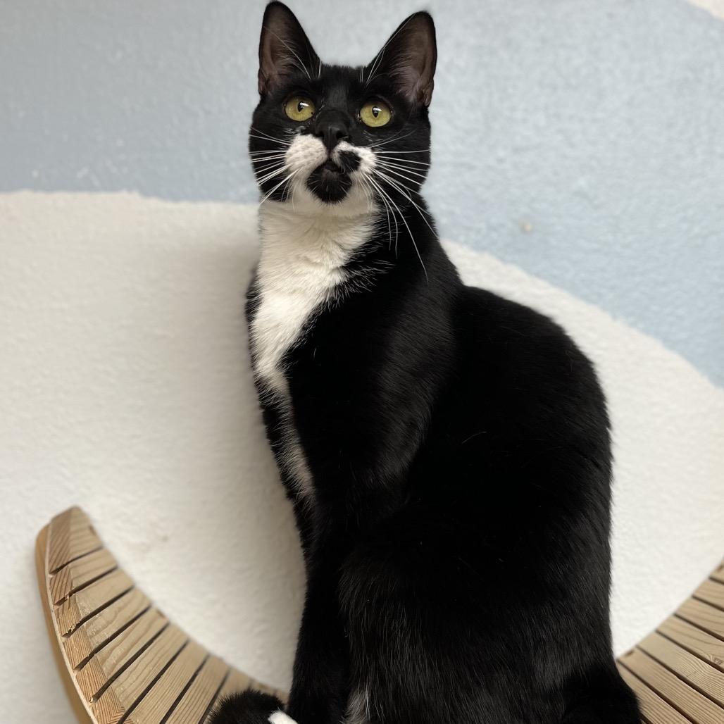 Enlarge Shasta, a Adoptable Domestic Short Hair in Yucca Valley, CA image 2/6