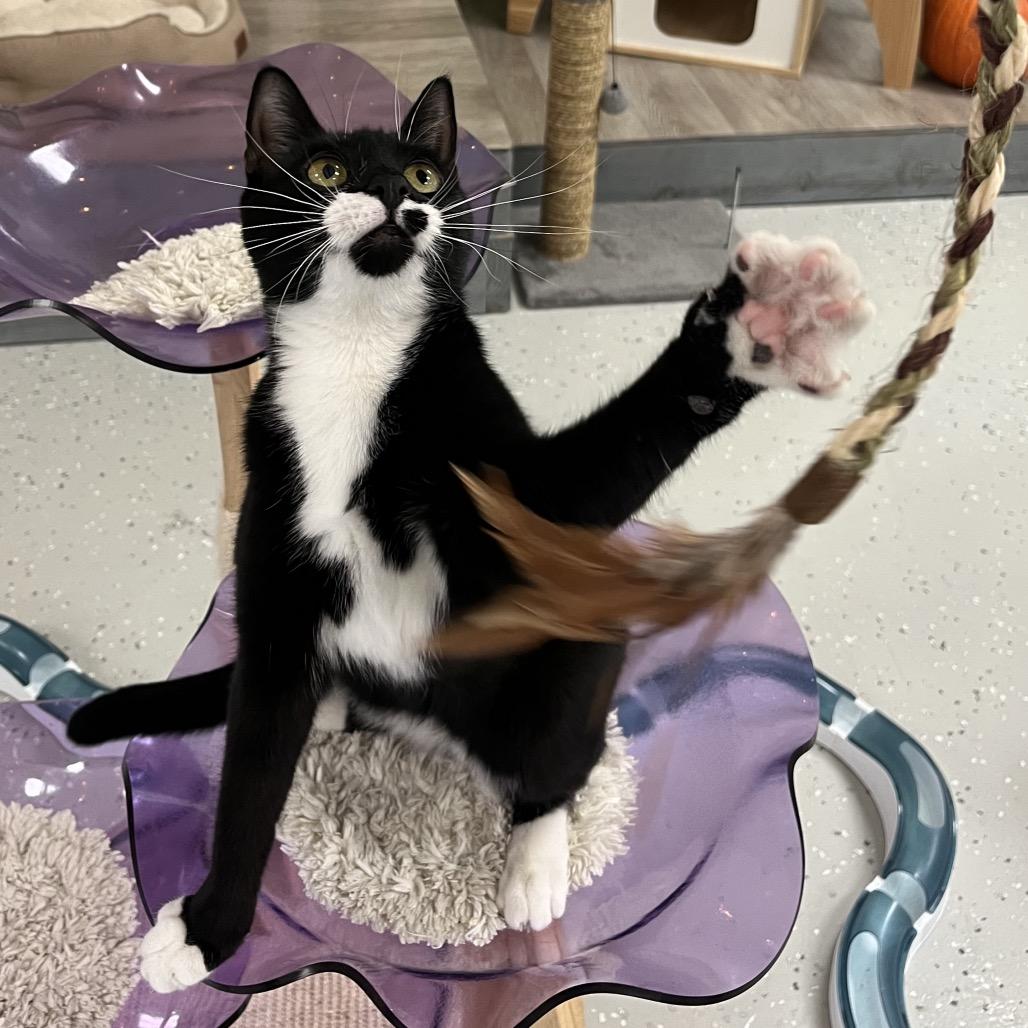 Enlarge Shasta, a Adoptable Domestic Short Hair in Yucca Valley, CA image 3/6