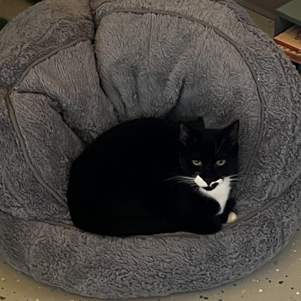 Enlarge Shasta, a Adoptable Domestic Short Hair in Yucca Valley, CA image 4/6