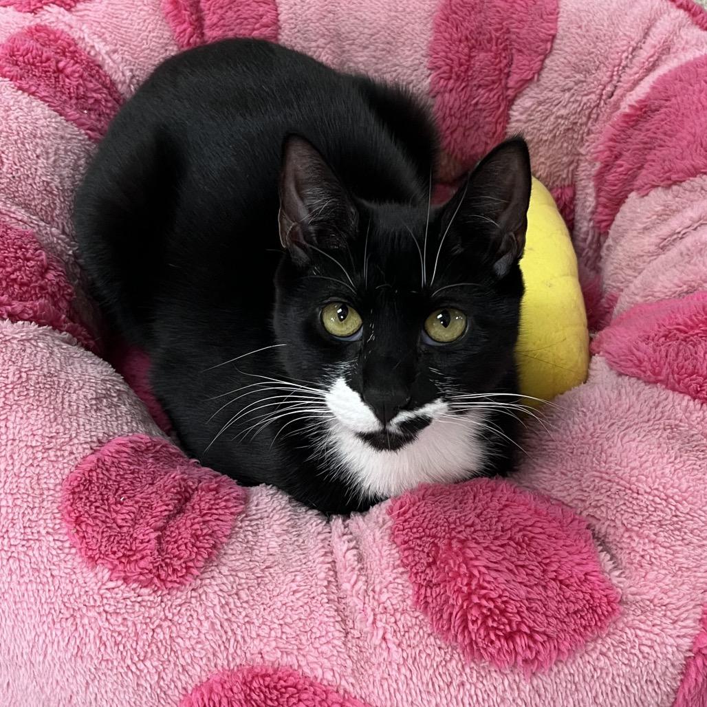 Enlarge Shasta, a Adoptable Domestic Short Hair in Yucca Valley, CA image 4/6