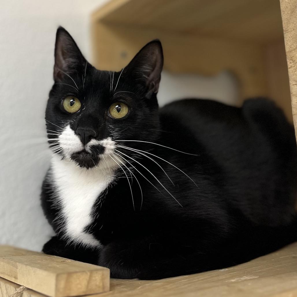 Enlarge Shasta, a Adoptable Domestic Short Hair in Yucca Valley, CA image 5/6