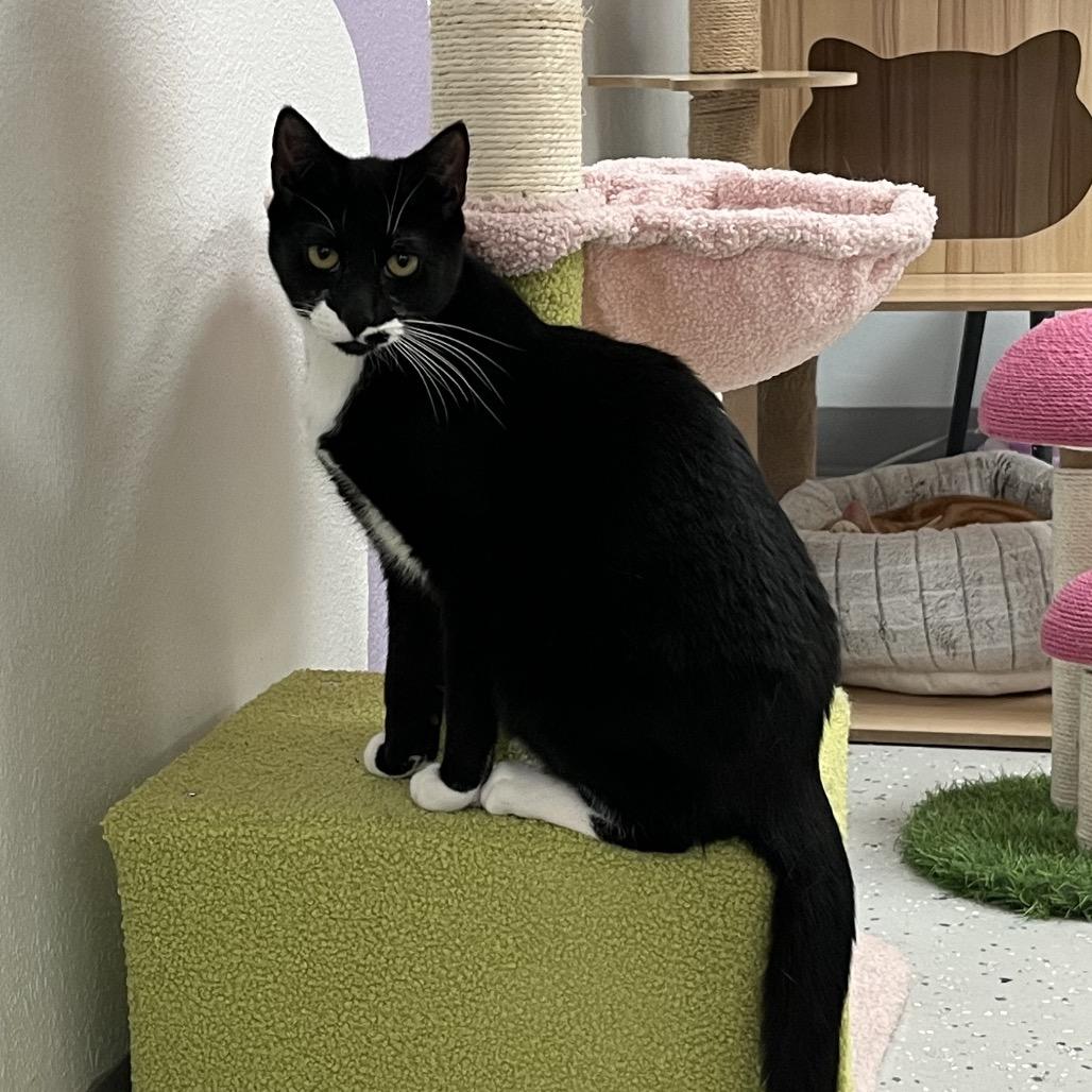 Enlarge Shasta, a Adoptable Domestic Short Hair in Yucca Valley, CA image 6/6