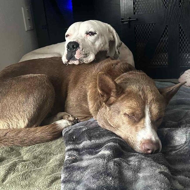 Ghost & Luna Lu