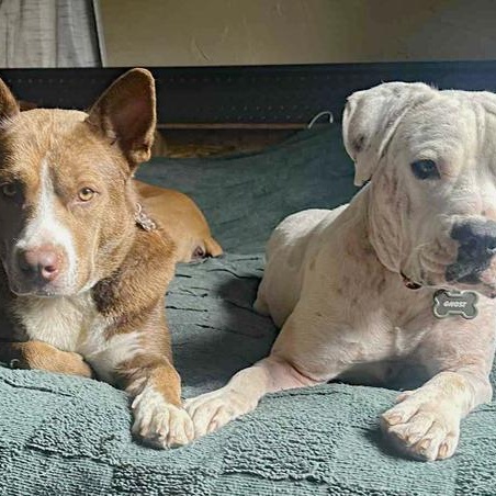Ghost & Luna Lu