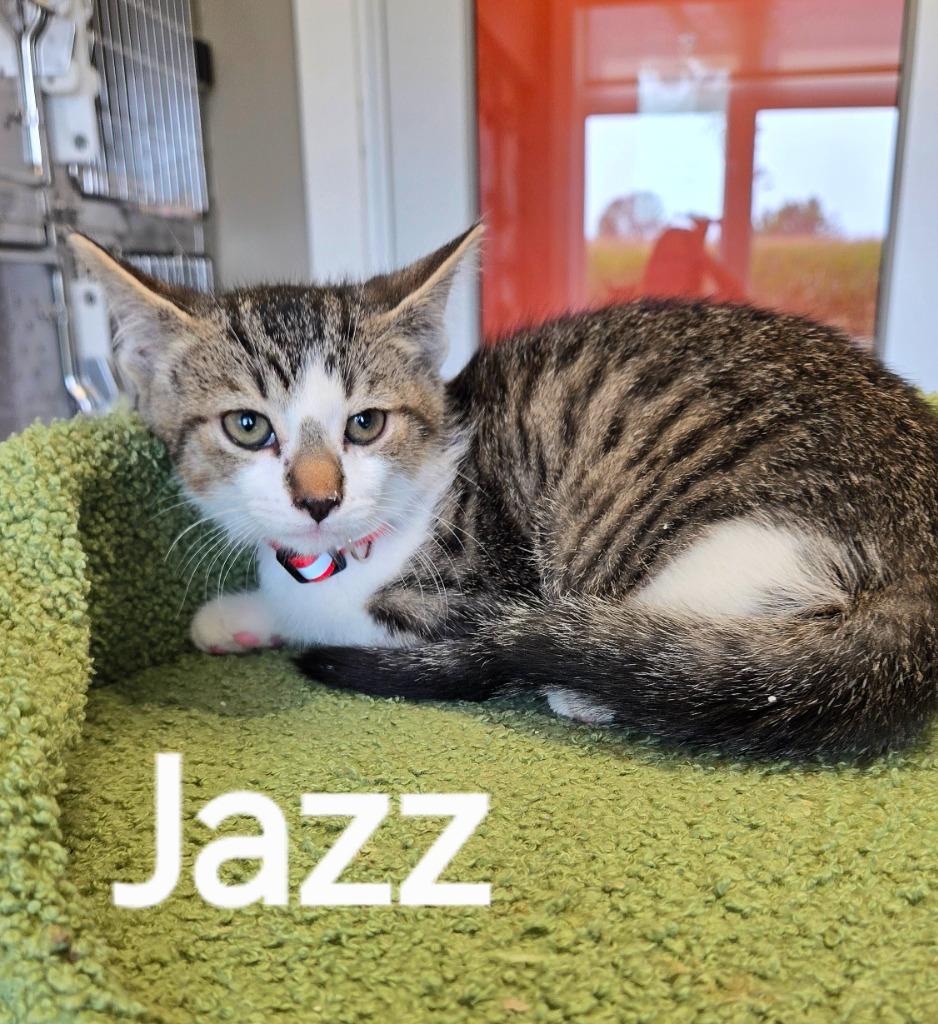 Enlarge Jazz, a Adopted mixed breed in Sidney, OH image 1/1
