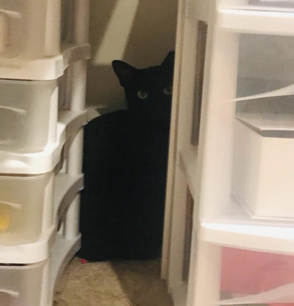 Frankie, a Adoptable Domestic Short Hair in Cincinnati, OH image 1/3