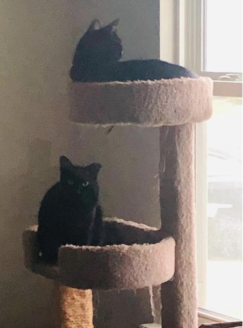 Frankie, a Adoptable Domestic Short Hair in Cincinnati, OH image 2/3