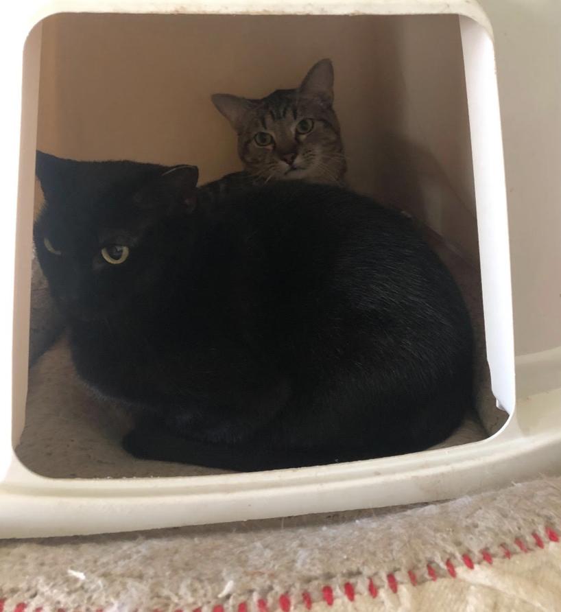 Frankie, a Adoptable Domestic Short Hair in Cincinnati, OH image 3/3