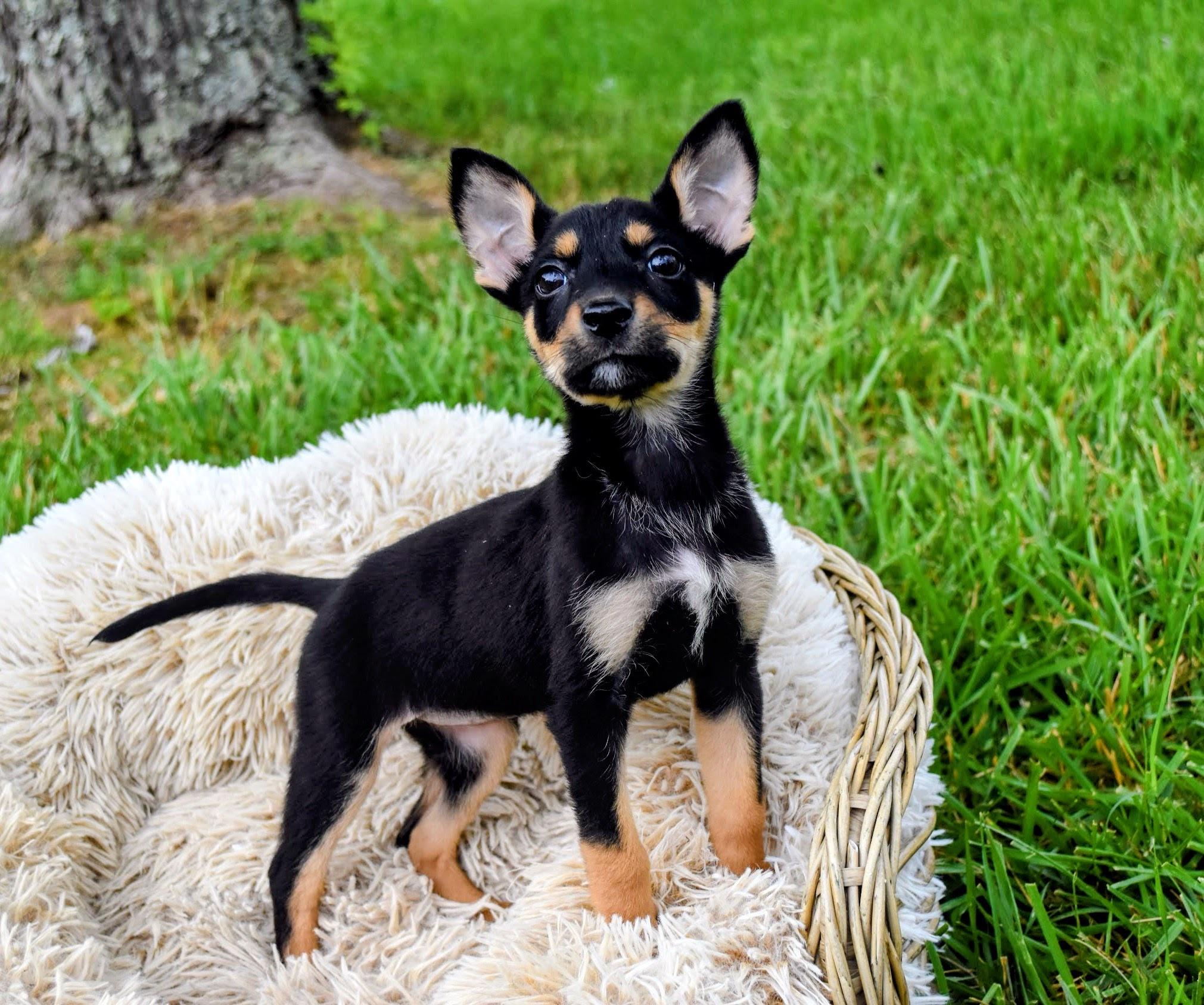 Tiff, adopted, Puppy Female Chihuahua.