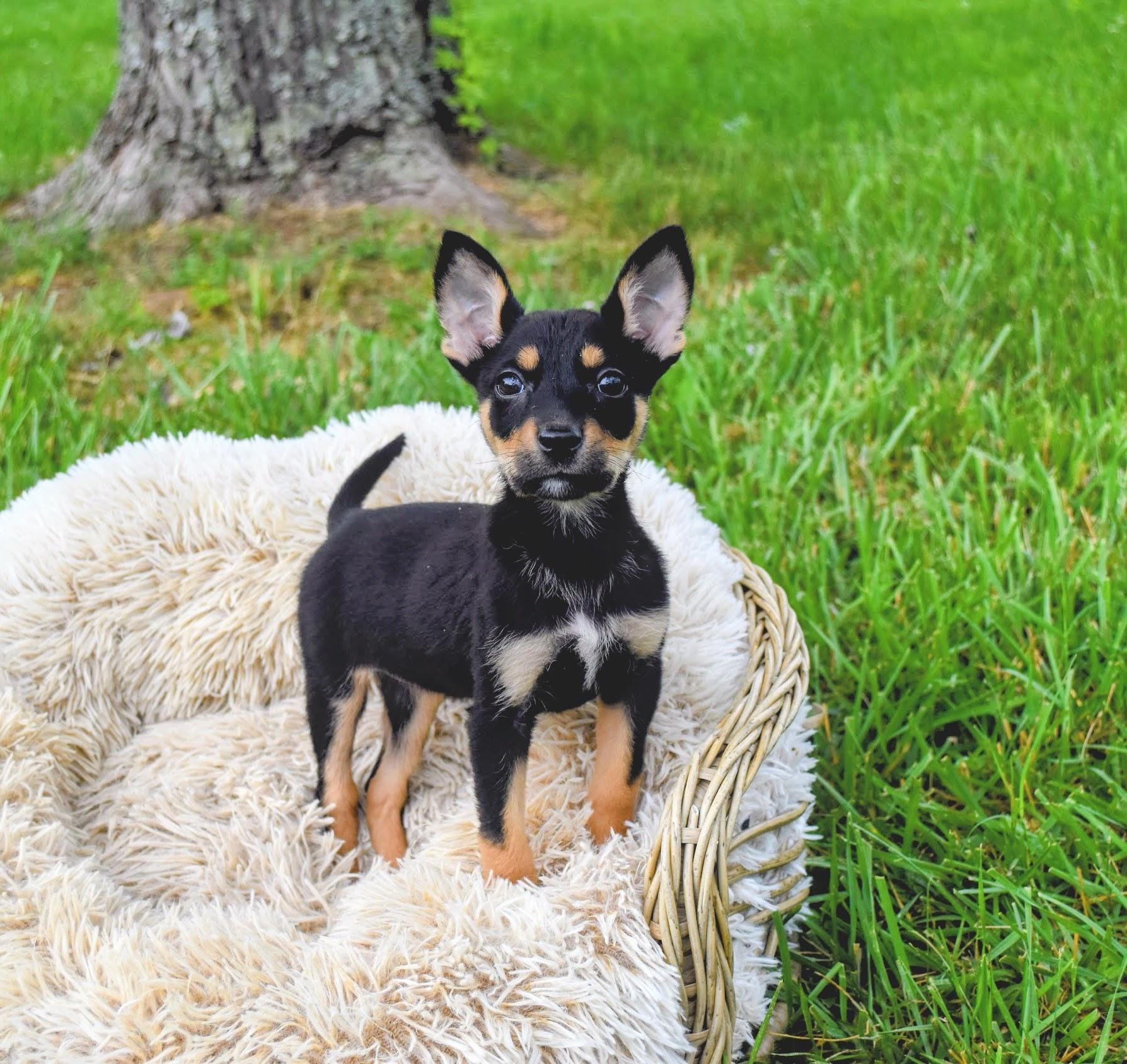 Enlarge Tiff, an adopted mixed breed in Spring hill, TN image 2/2