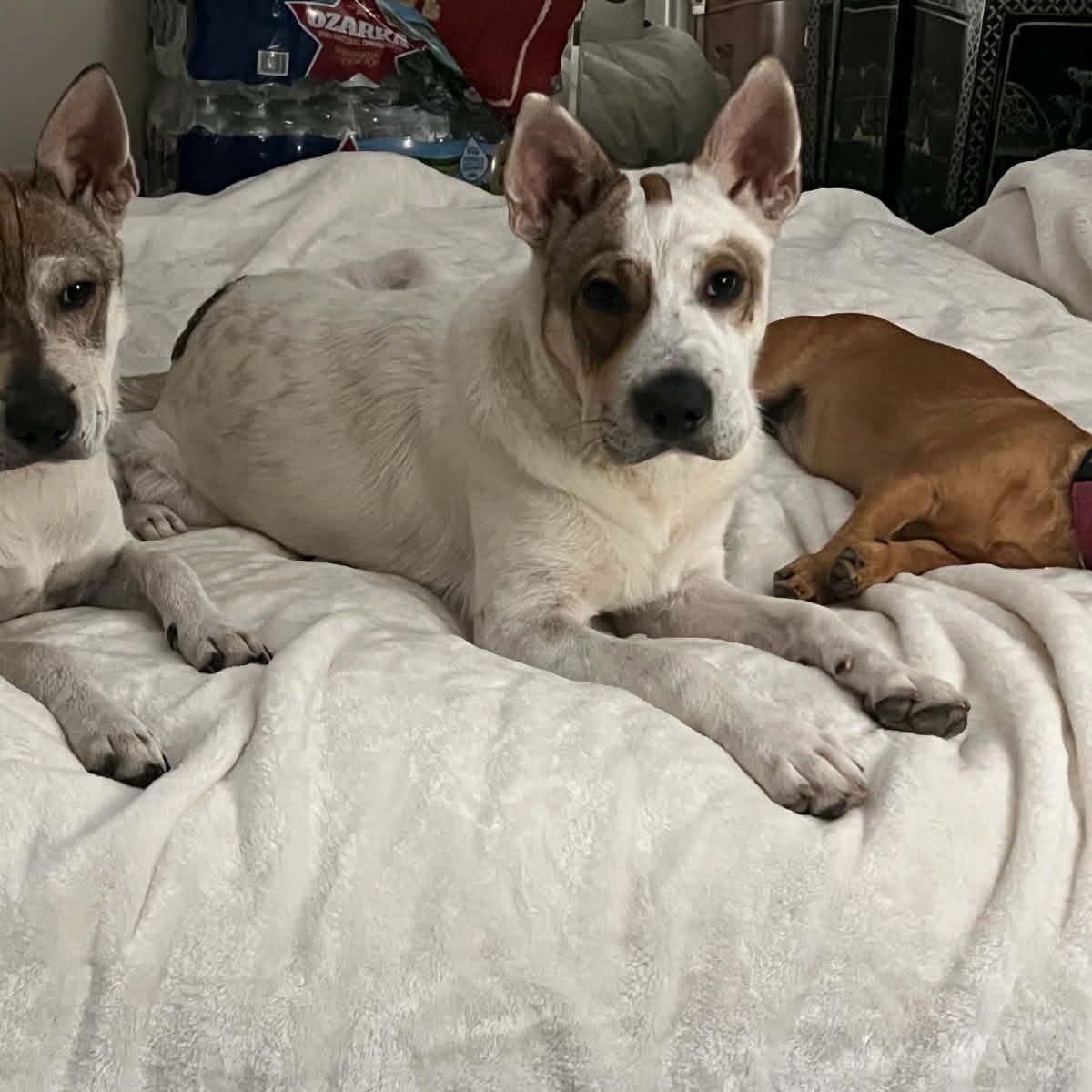 Enlarge Bentley, a ADOPTABLE mixed breed in Williston, VT image 2/6