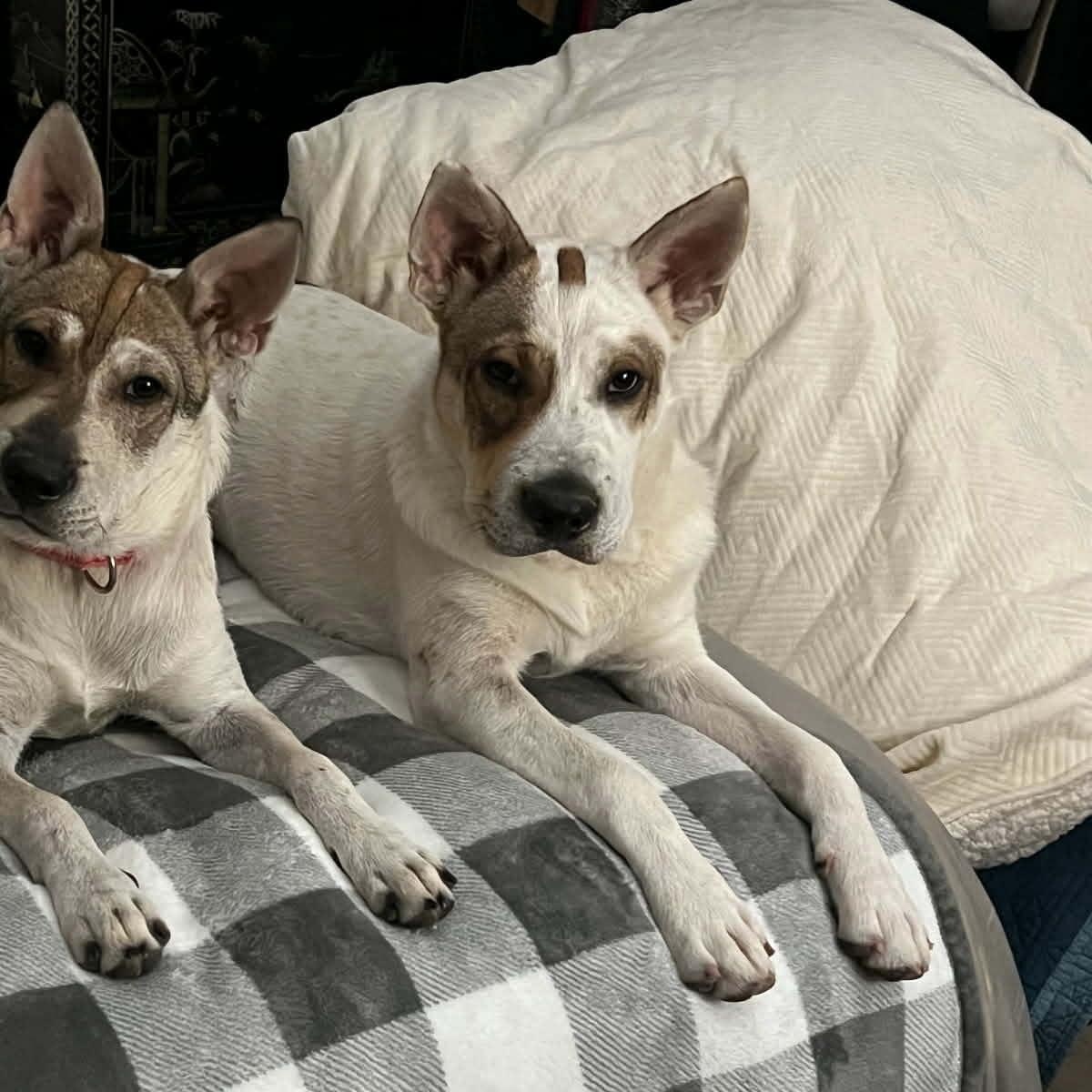 Enlarge Bentley, a ADOPTABLE mixed breed in Williston, VT image 3/6