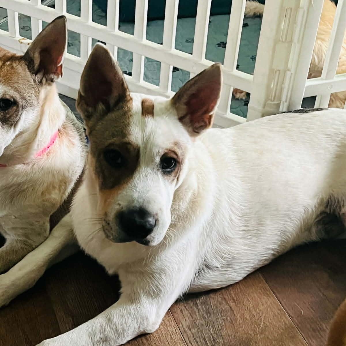 Enlarge Bentley, a ADOPTABLE mixed breed in Williston, VT image 6/6