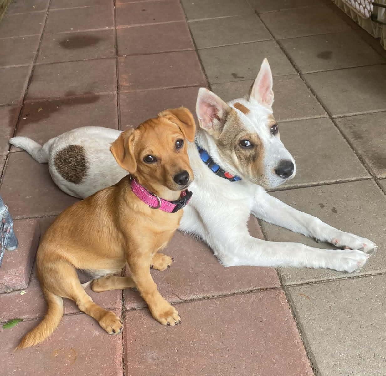 Enlarge Bentley, a ADOPTABLE mixed breed in Williston, VT image 4/6
