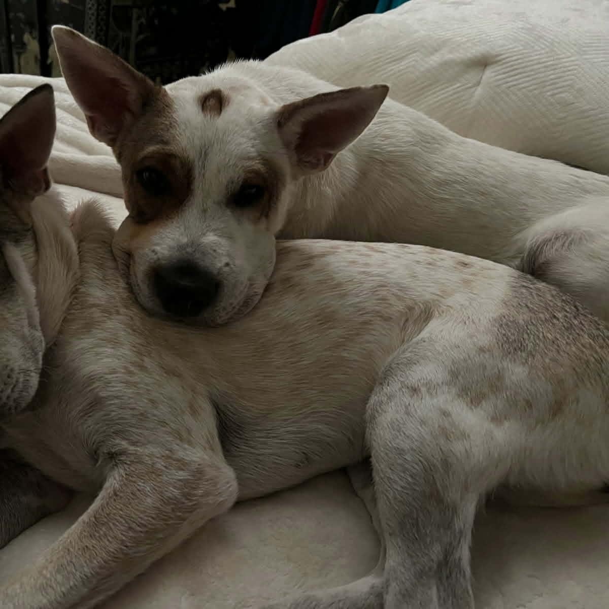 Enlarge Bentley, a ADOPTABLE mixed breed in Williston, VT image 5/6