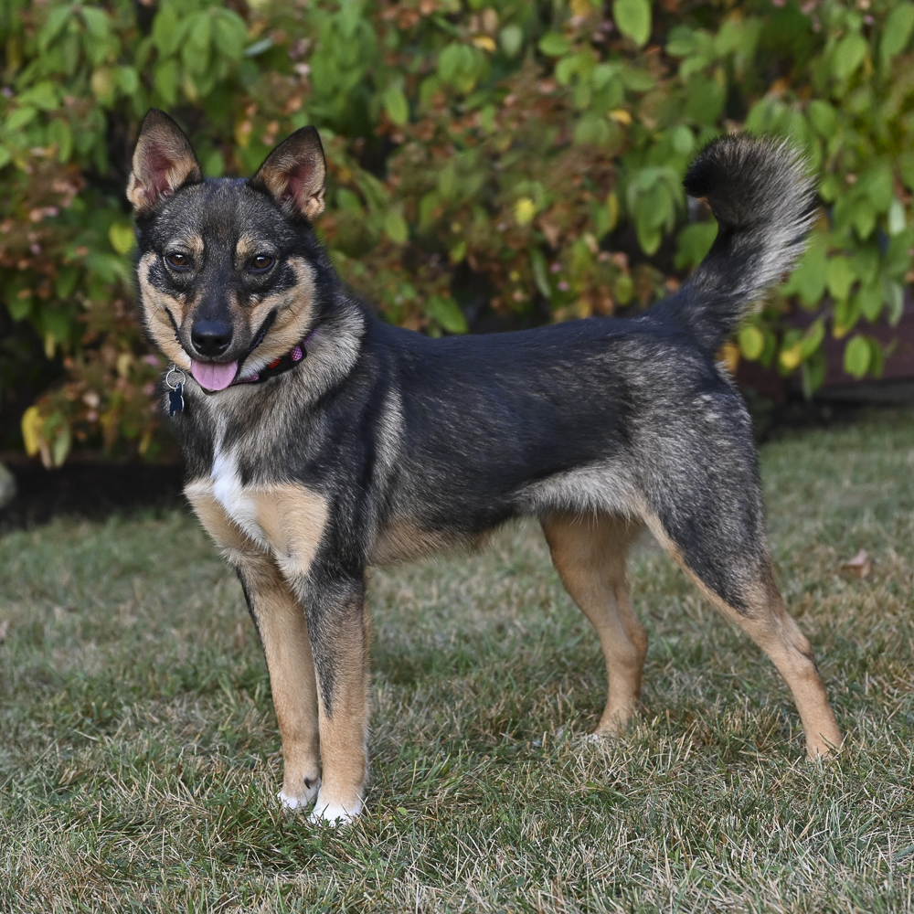 Sheeb, Young Female Shetland Sheepdog / Sheltie