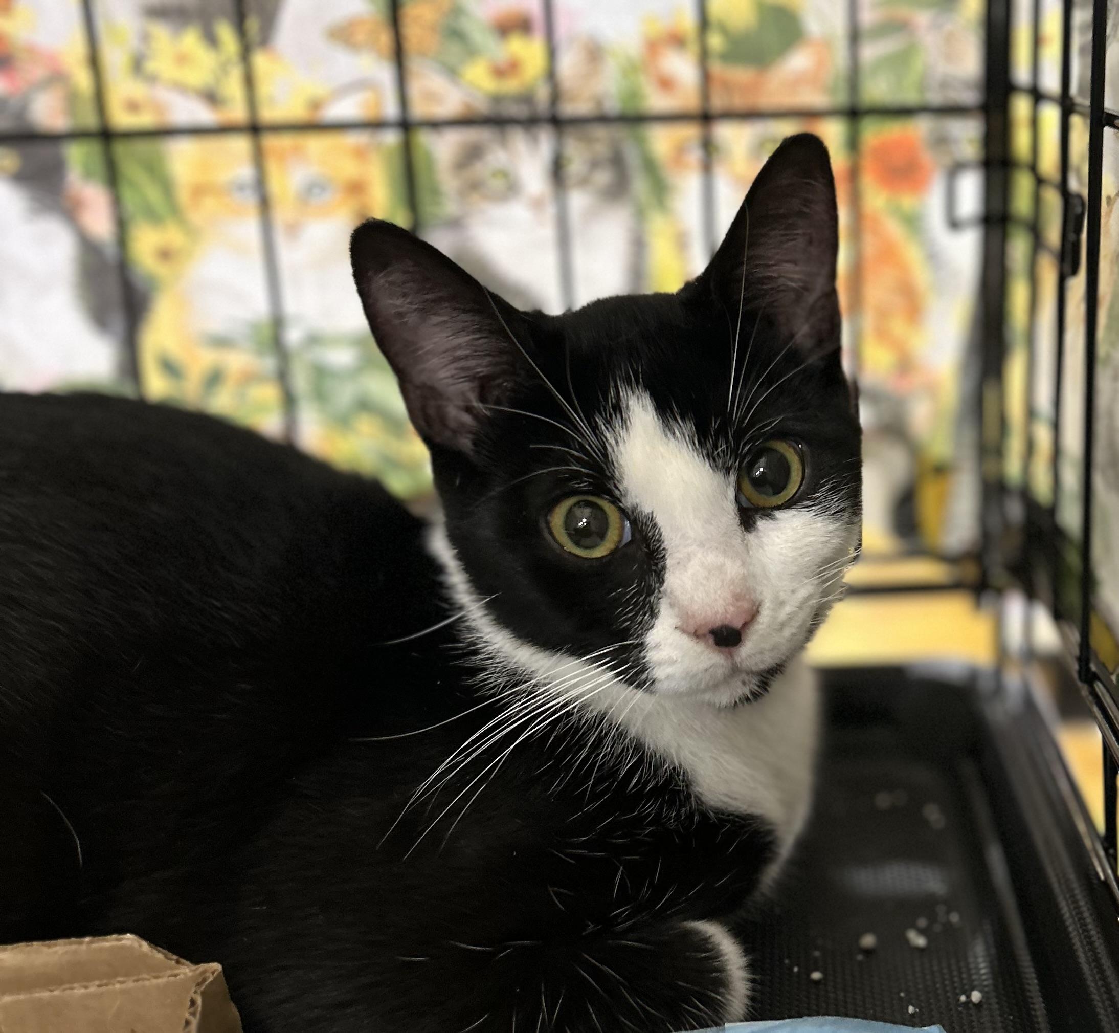 Asher, a Adoptable Tuxedo in Bridgeton, NC image 1/3