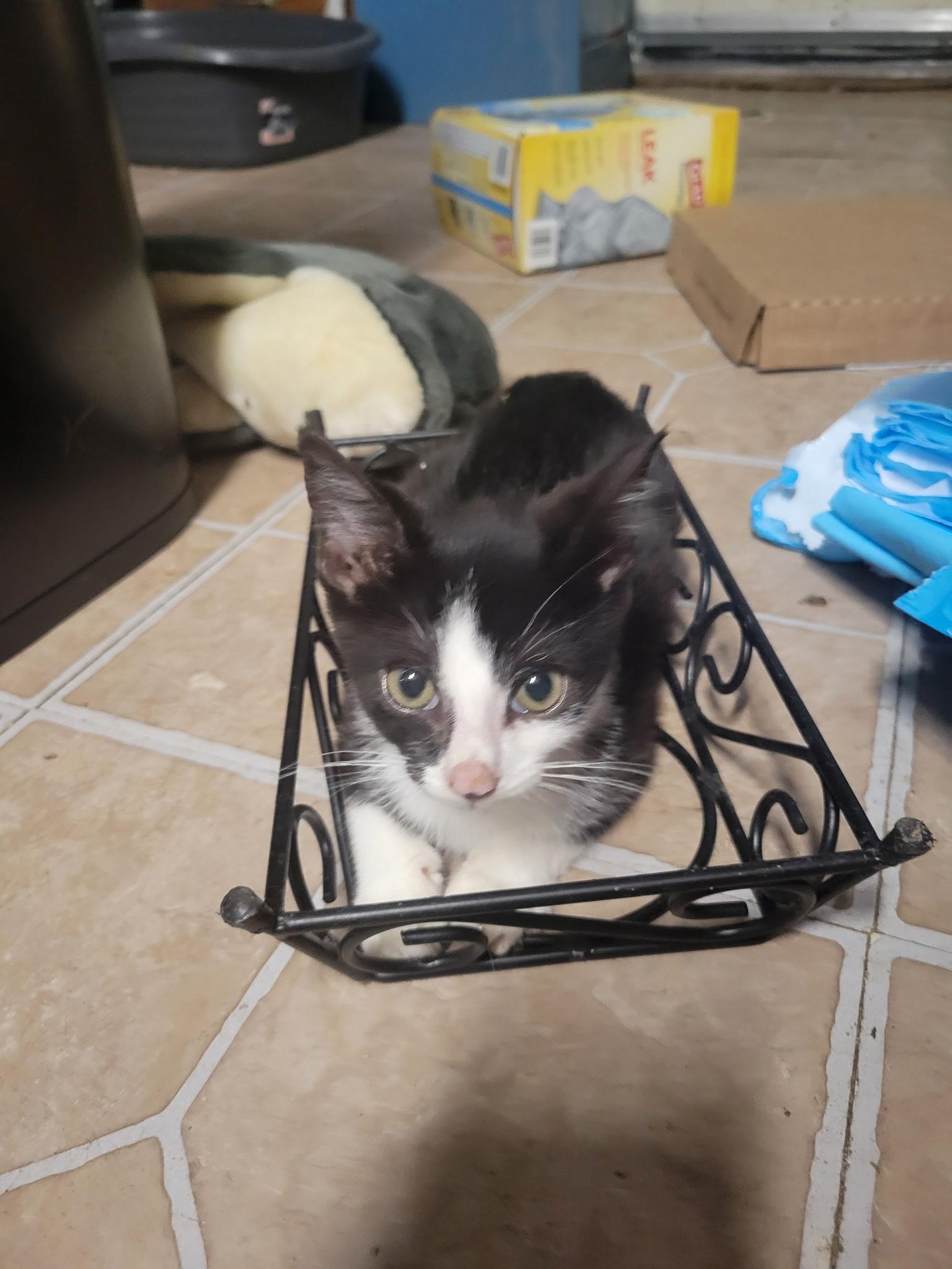 Asher, a Adoptable Tuxedo in Bridgeton, NC image 3/3