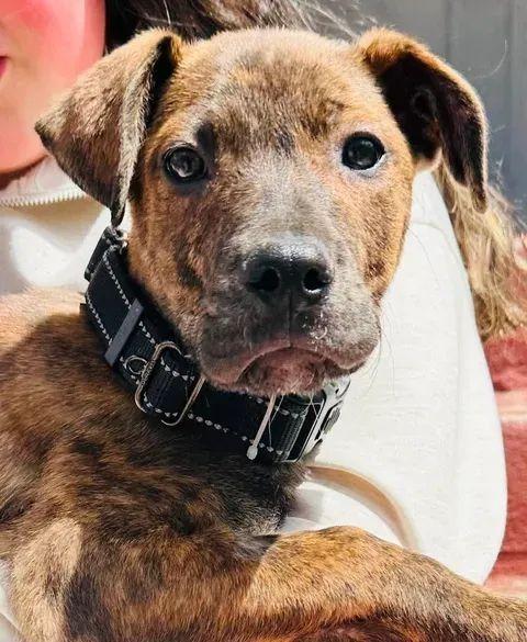 Magneto, Adoptable, Puppy Male Shepherd & Labrador Retriever.
