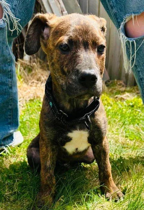 Enlarge Magneto, a Adoptable mixed breed in Cloquet, MN image 2/3